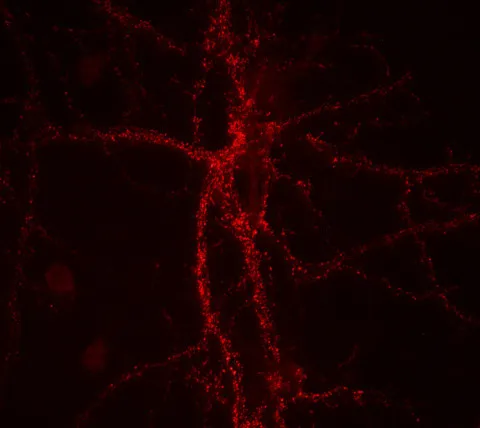 Synaptotagmin1 Monoclonal mouse - image 1